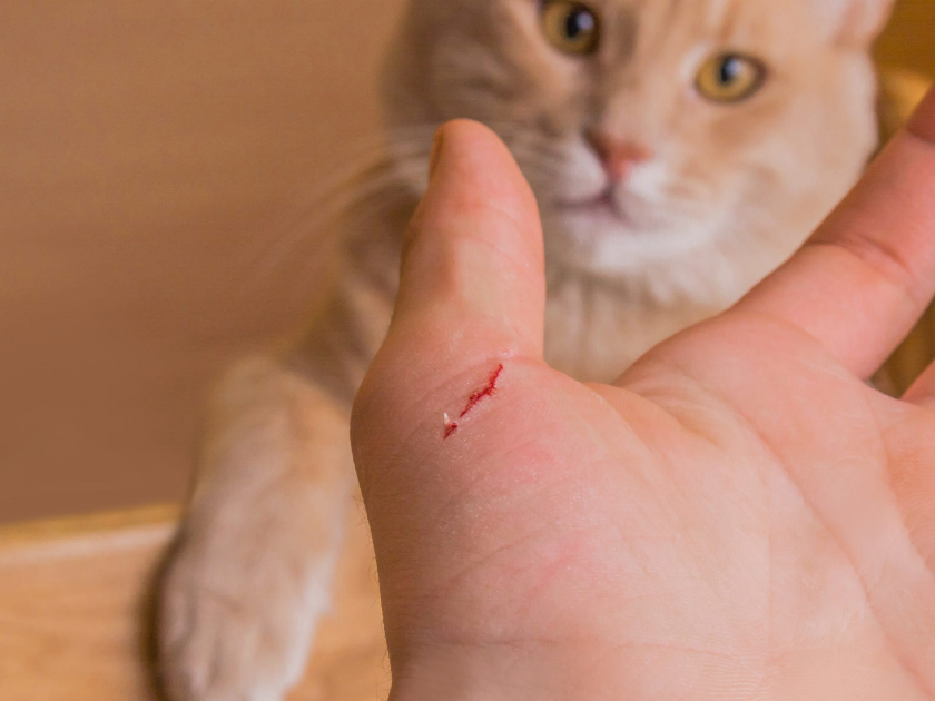Kedi Tırmalaması Nedir? Önlemek Gerekir Mi? Neler Yapılmalıdır?