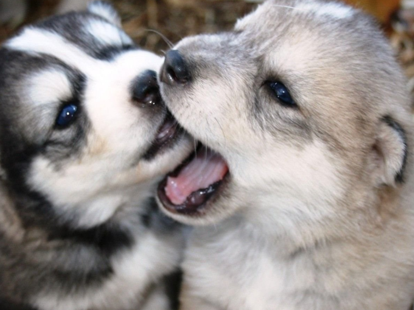Köpek Sahiplenmeden Önce Bilmeniz Gerekenler