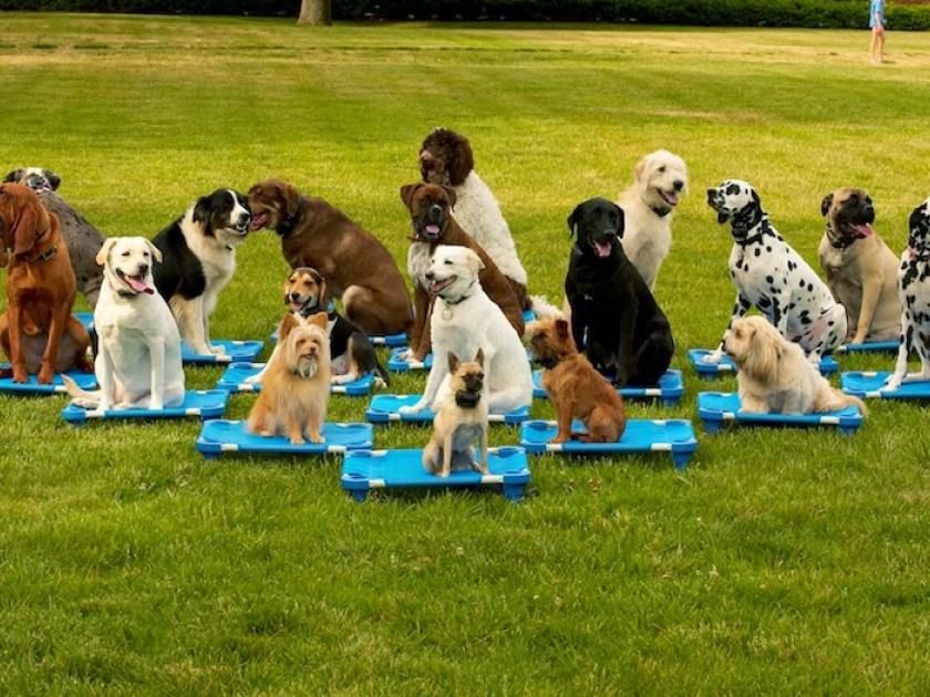 Köpeklerin Sosyalleşmeleri için Neler Yapabiliriz?