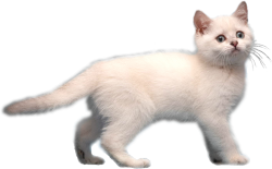 Kedi