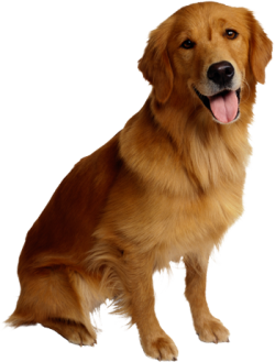 Köpek
