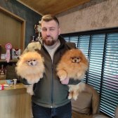 4 Aylık Scrlı  Dısı Pomeranian