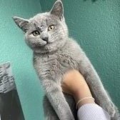 British Shorthair Dişi Yavru Kedi