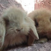 Gaziantep Hollanda Lop Tavşanı Yavruları
