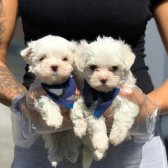 Maltese Terrier Yavruları