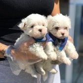 Maltese Terrier Yavruları