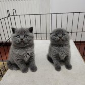 Enfes Güzellikte ***british Shorthair