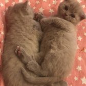 Scottish Fold & Brithish Shorthir