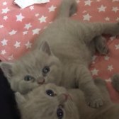 Scottish Fold & Brithish Shorthir