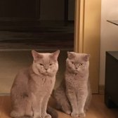 Scottish Fold & Brithish Shorthir