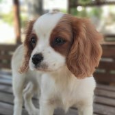 Cavalier King Charles Bebekler