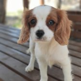 Cavalier King Charles Bebekler