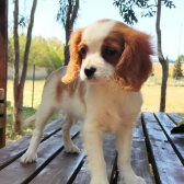 Cavalier King Charles Bebekler