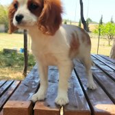 Cavalier King Charles Bebekler