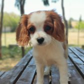 Cavalier King Charles Bebekler