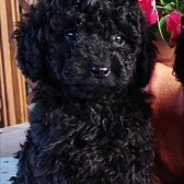 Anne Baba 1500-1800Gr Micro Black Poodle 19 Cm Geçmeyecek