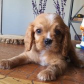 Afacan Ruby Cavalier King Charles Yavrularımız