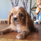 Afacan Ruby Cavalier King Charles Yavrularımız