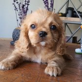 Afacan Ruby Cavalier King Charles Yavrularımız