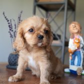 Afacan Ruby Cavalier King Charles Yavrularımız