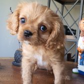 Afacan Ruby Cavalier King Charles Yavrularımız