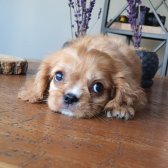 Afacan Ruby Cavalier King Charles Yavrularımız