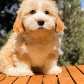 Safkan Maltipoo Yavruları