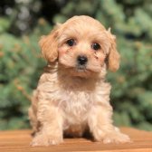 Safkan Maltipoo Yavruları