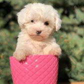 Safkan Maltipoo Yavruları