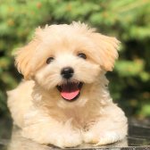 Safkan Maltipoo Yavruları