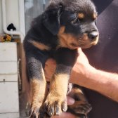 Erkek Safkan Rottweiler