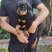 Erkek Safkan Rottweiler