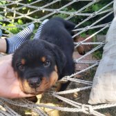 Erkek Safkan Rottweiler