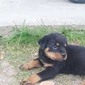 Erkek Safkan Rottweiler