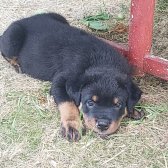 Erkek Safkan Rottweiler