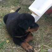 Erkek Safkan Rottweiler