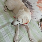 4 Aylık Dişi Labrador Cins Çok Akıllı Sevgi Yumağı