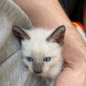 Bursa 50 Günlük Birman Kedi Yavruları
