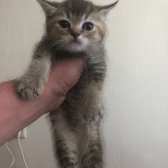 Safkan Lynx Point Scottish Fold, Golden Scottish Straight