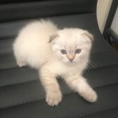 Safkan Lynx Point Scottish Fold, Golden Scottish Straight