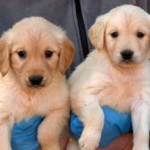 Irk Garantili Golden Retriever Yavrularımız (Sdk)