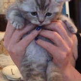 Safkan British Shorthair