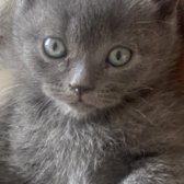 British Shorthair İlk Ve Son Yavrumuz (Dişi)