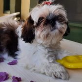 3 Ayını Bitirmiş Aşıları Veterinerde Olan Tuvalet Eğitimli Shih Tzu