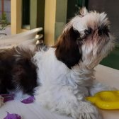 3 Ayını Bitirmiş Aşıları Veterinerde Olan Tuvalet Eğitimli Shih Tzu