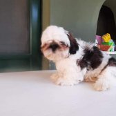 3 Ayını Bitirmiş Aşıları Veterinerde Olan Tuvalet Eğitimli Shih Tzu