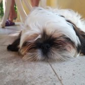 3 Ayını Bitirmiş Aşıları Veterinerde Olan Tuvalet Eğitimli Shih Tzu