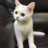 Safkan British Shorthair