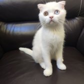 Safkan Scottish Fold