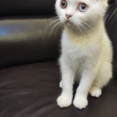 Safkan Scottish Fold